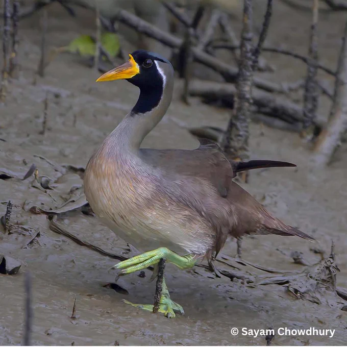 Masked Finfoot Photo credit: Sayam Chowdhury