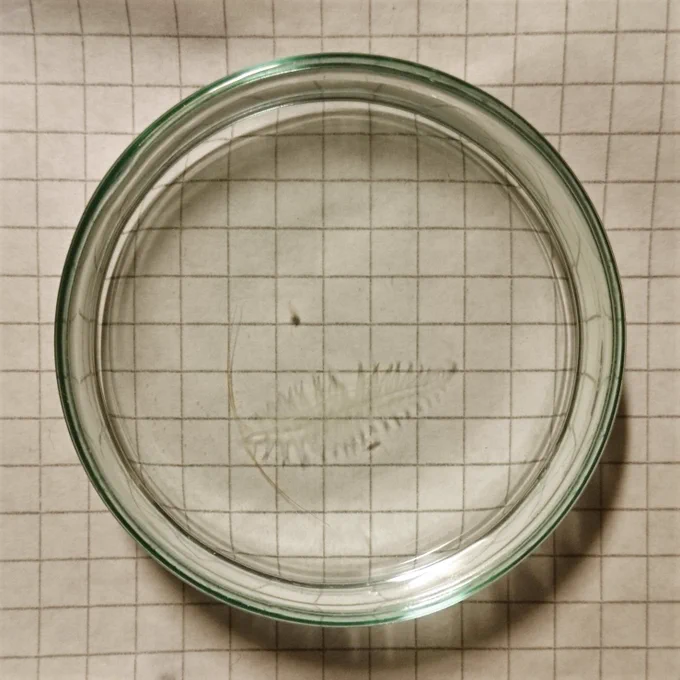 A transparent polychaete worm in a round, glass petri dish sitting on top of graph paper.