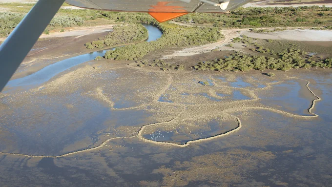 Catfish Story, Bentinck Island, Kaiadilt Country