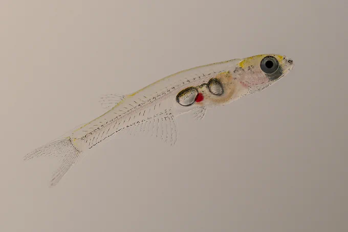 A photo of a transparent male Danionella cerebrum showing the swim bladders (silver structures in the middle of the body) that produce the clicks when the hammers impact then and the muscles (yellow), around the top of the front swim bladder, that drive the hammer impacts. Photo credit: Mykola Kadobianskyi.