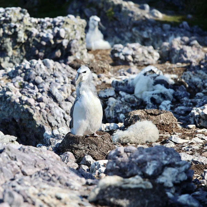 Living and dead Shy Albatross chicks. Credit Marine Conservation Program, NRE Tas
