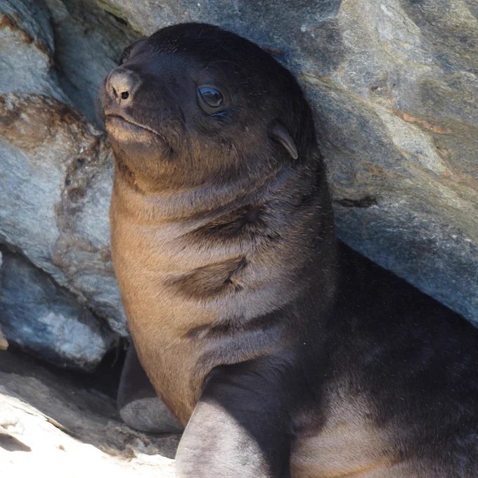 Australian fur seal pup. Credit Mary-Anne Lea