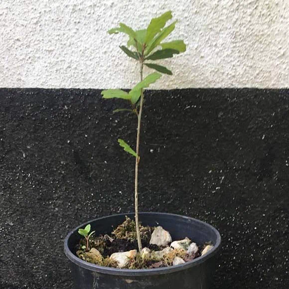 Britannia  oak sapling