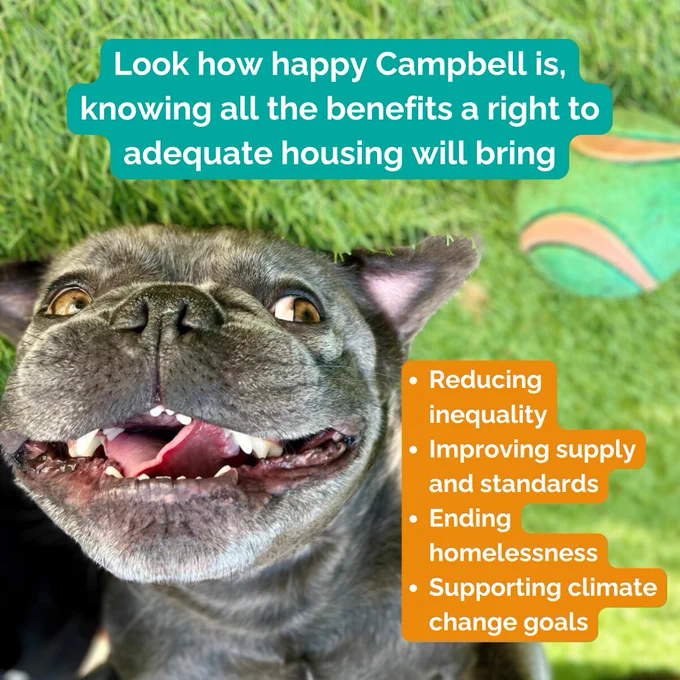a French bulldog on his back looking like he's smiling, with the words 'Look how happy Campbell is, knowing all the benefits a right to adequate housing will bring. Reducing inequality, improving supply and standards, ending homelessness, supporting climate change goals.'
