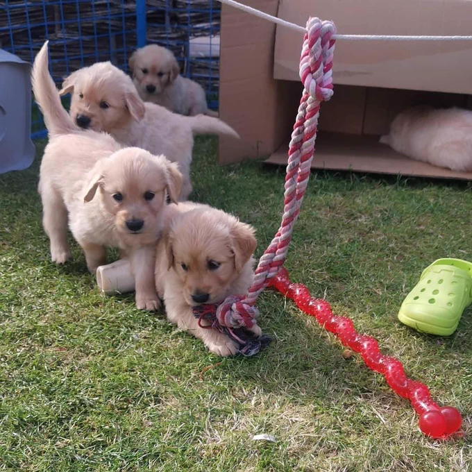There are 4 golden retriever puppies playing with various toys in the garden there is a rope toy and a red chew toy. Hard to tell which one is Bailey but my guess he is out there in front!