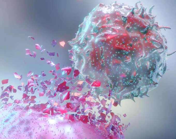 A depiction of immune cells attacking cancer cells. 
