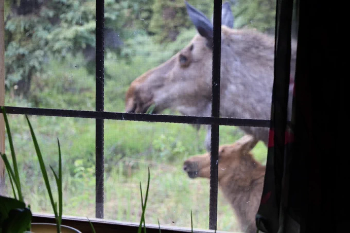 Two moose, a cow and calf, are seen through a 6 paned window, with green vegetation in the background. 