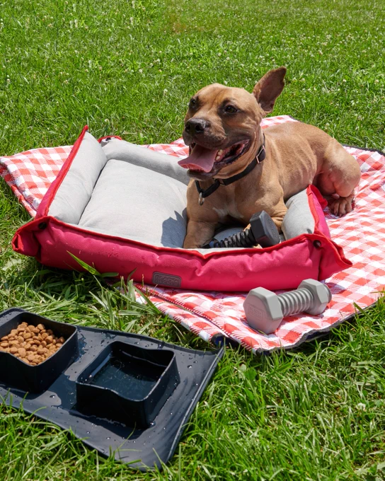 Picnic blanket spread on grass with dog sitting in dog bed sitting a top blanket. BLACK DECKER dog toys and collapsible bowl scattered around blanket.