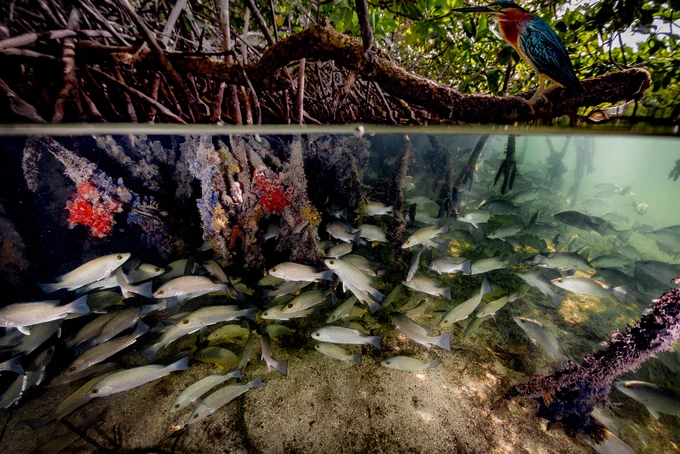 Mangrove with heron and school of fish.

Credit: Lorenzo Mittiga / Ocean Image Bank / Mangrove Photography Awards