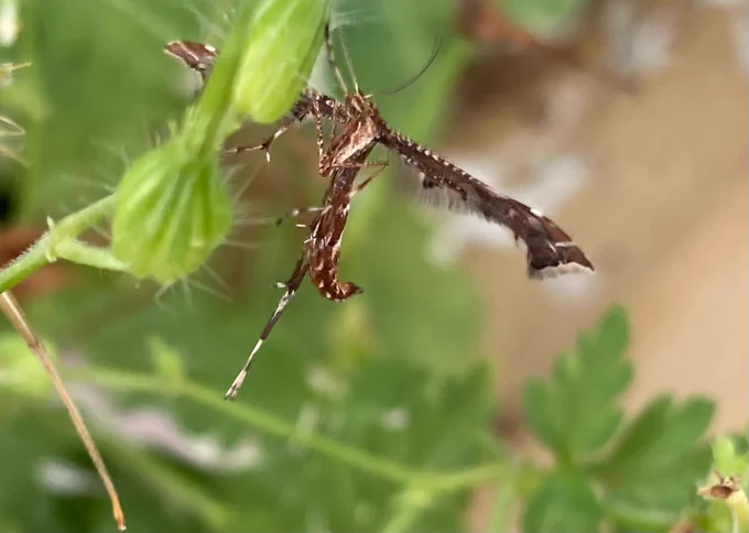 Like its relative, A. punctidactyla, the hindwing has two patches of black scales on its dorsum, which protrude when the rest of the hindwing is covered by the forewing. Amblyptilia acanthadactyla may be distinguished by its warm reddish brown colour from the greyish brown of A. punctidactyla.