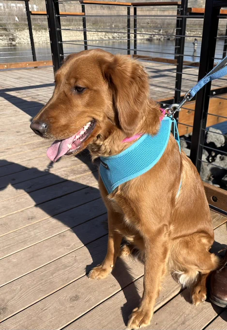 Red-brown dog wearing a blue harness and its tongue out sitting on a deck