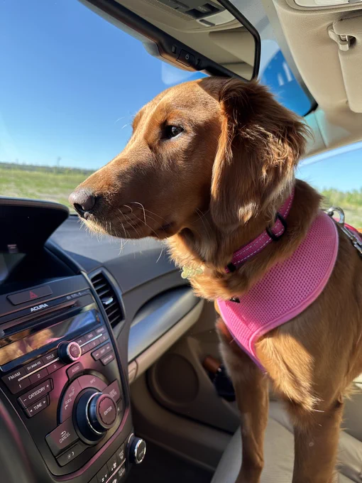 Red-brown dog with pink harness and a noble look standing on the passenger seat of a car and looking out the windshield.