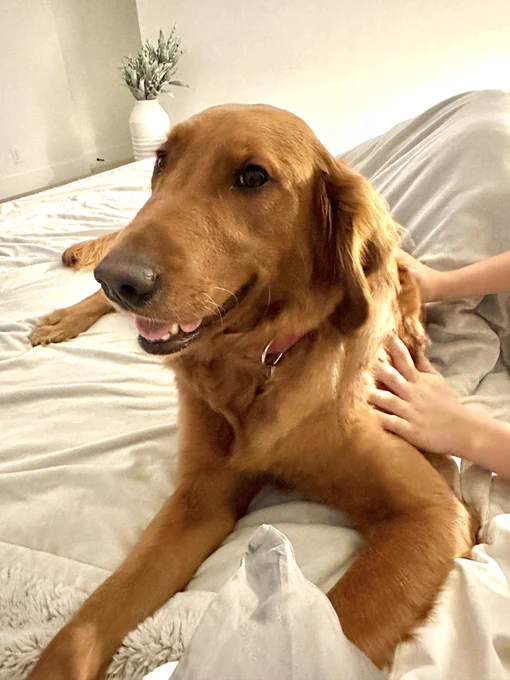 Red-brown dog with a big smile on its face lying on a bed and getting pets from human hands.