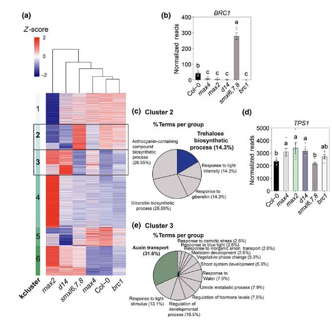 RNA sequencing analyses showed that trehalose 6-phosphate is downstream of strigolactones