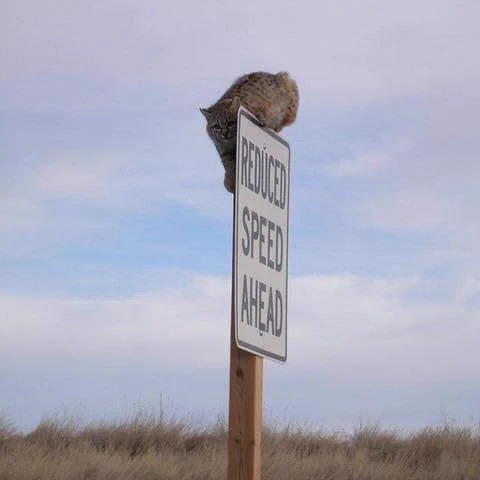 Bobcat perched on a road sign warning of reduced speed ahead at Badlands National Park.