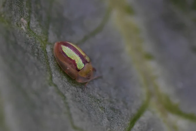 Bordered Tortoise Beetle (Cassida vittata) - Brian Power