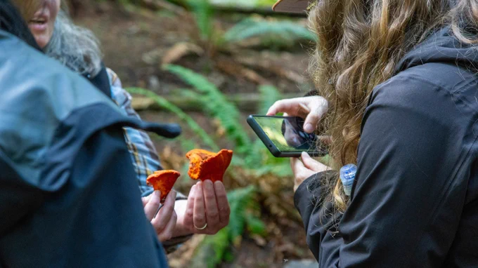 Close-up of an educator taking a photo with their cellphone of two orange mushroom species being held up by another educator