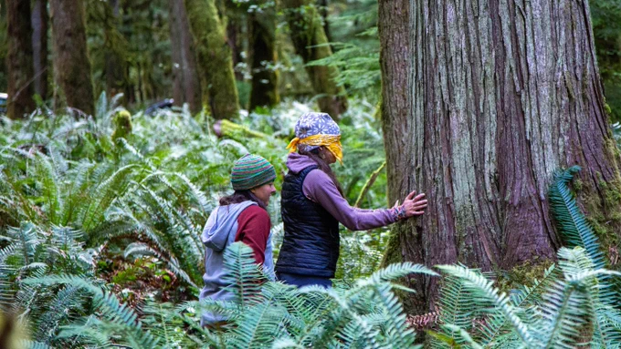 One educator guides another educator who is blindfolded to touch the textured bark of a large Western Red Cedar tree trunk.