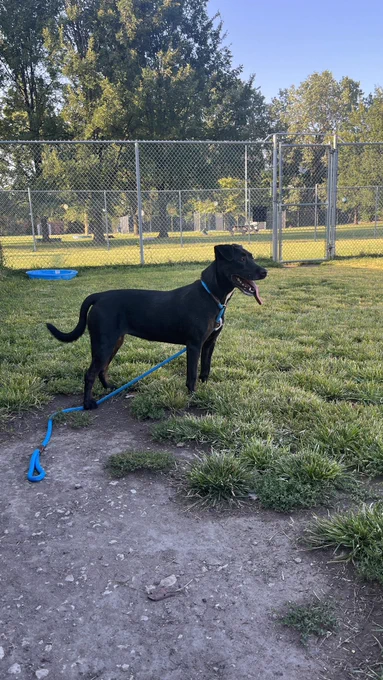 Shady A280144