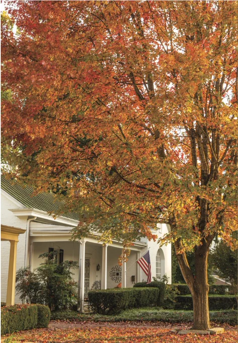 Third: A brilliant tree with orange, yellow, and red fall foliage near a white house with a porch.
