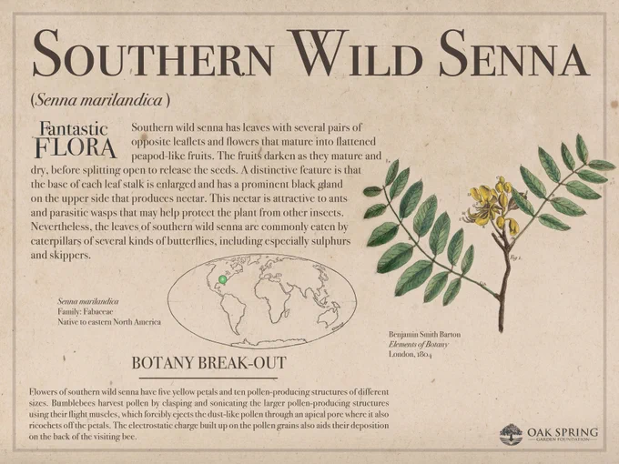 Southern wild senna (Senna marilandica) has leaves with several pairs of opposite leaflets and flowers that mature into flattened peapod-like fruits. The fruits darken as they mature and dry, before splitting open to release the seeds. A distinctive feature is that the base of each leaf stalk is enlarged and has a prominent black gland on the upper side that produces nectar. This nectar is attractive to ants and parasitic wasps that may help protect the plant from other insects. Nevertheless, the leaves of southern wild senna are commonly eaten by caterpillars of several kinds of butterflies, including especially sulphurs and skippers.

Flowers of southern wild senna have five yellow petals and ten pollen-producing structures of different sizes. Bumblebees harvest pollen by clasping and sonicating the larger pollen-producing structures using their flight muscles, which forcibly ejects the dust-like pollen through an apical pore where it also ricochets off the petals.
