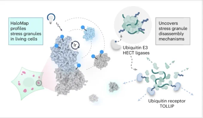 Illustrative journal graphic courtesy of Nature Chemical Biology.