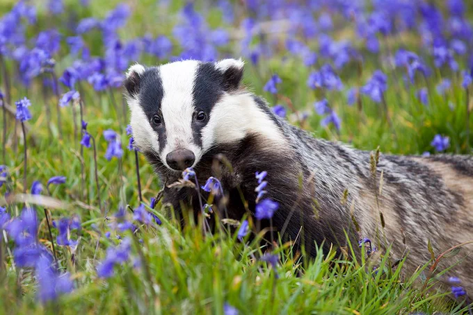 Badger in a bluebell field.