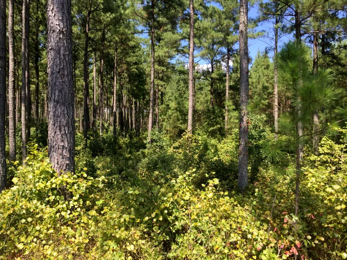 Mature pine forest with widely spaced trees and abundant understory vegetation. 
