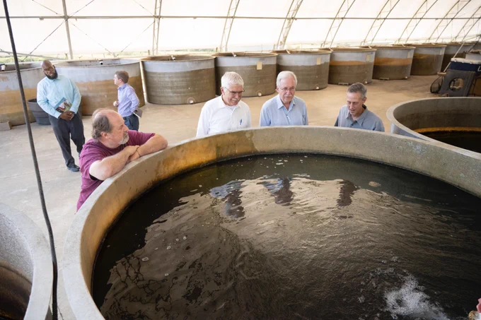 Aquaculture tanks are lined up under an outdoor covering at the MAFES H.H. Leveck Animal Research Center Aquaculture Facility while guests look inside. (Photo by Tom Thompson)