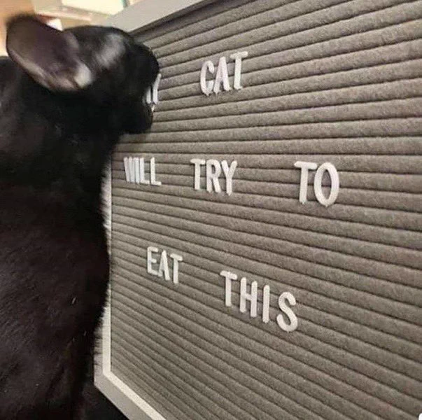 Sing that says “my cat will try to eat this” with the cat trying to eat it