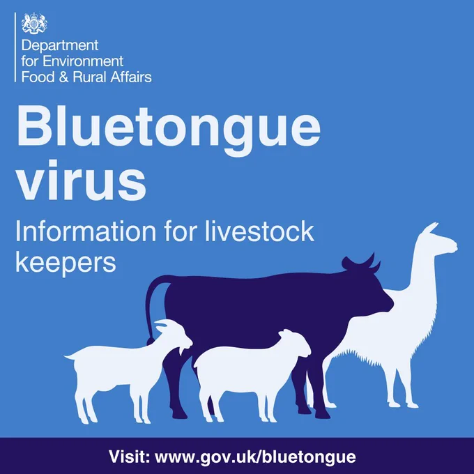 A graphic by the Department for Environment, Food & Rural Affairs featuring silhouettes of a cow, a sheep, and a goat with the title 'Bluetongue Virus: Information for livestock keepers.' A link to more information is provided: www.gov.uk/bluetongue.
