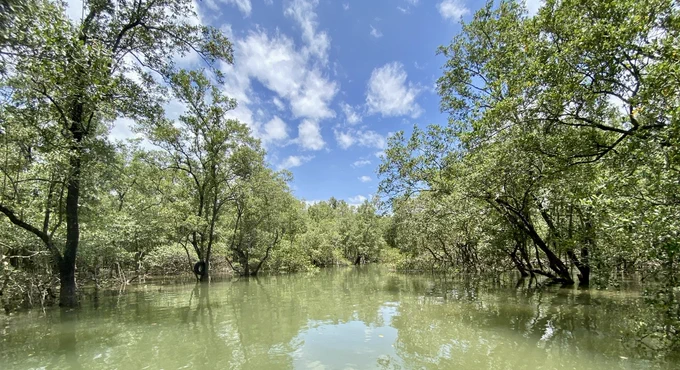 Mangrove tidal creek in Florianópolis.