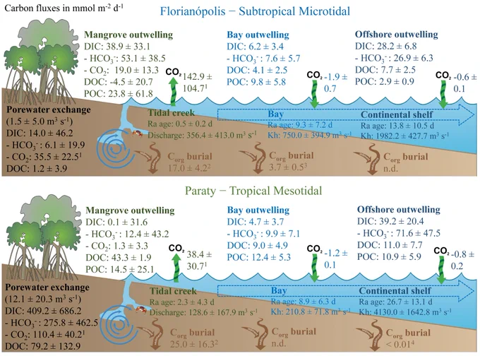 Conceptual model showing carbon mangrove outwelling fluxes at porewaters, tidal creeks, bays, and continental shelves scales in Florianópolis and Paraty.