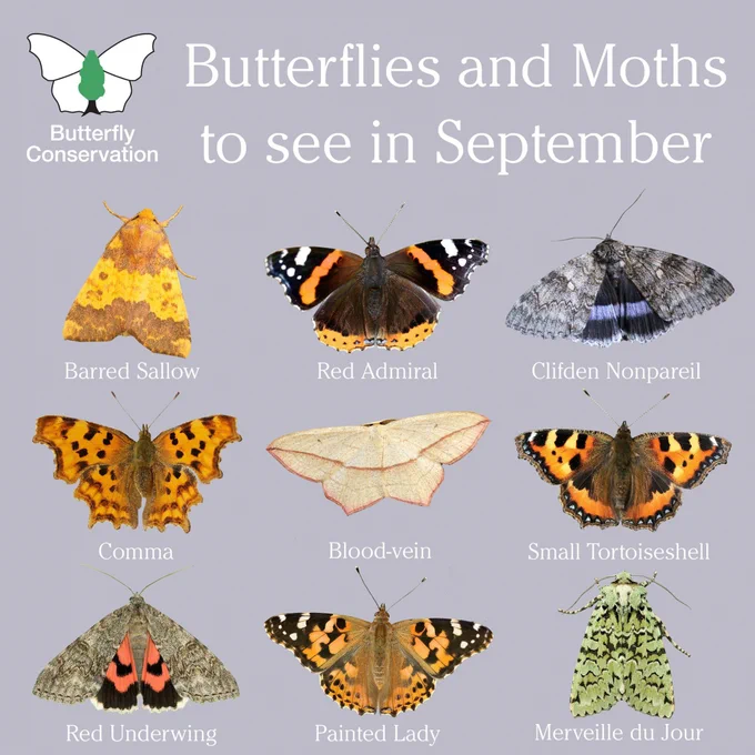 Butterfly Conservation's Butterflies and Moths to see in September: Barred Sallow, Red Admiral, Clifden Nonpareil, Comma, Blood-vein, Small Tortoiseshell, Red Underwing, Painted Lady, Merveille du Jour