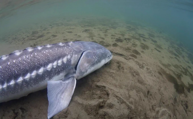 Blog post Fig. 1. California White Sturgeon have the potential to grow large as they do throughout their range. However, these fish are threatened by harvest, harmful algal blooms, and dewatering of rivers in California. Photo from https://hakaimagazine.com/features/saving-sturgeon/