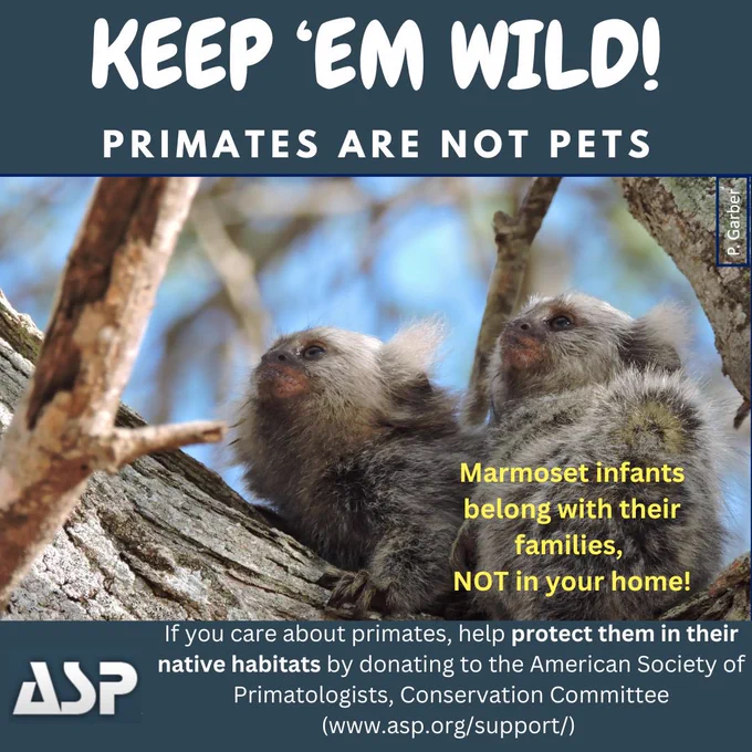 Two brown and grey marmosets looking up and on a tree branch. The image has yellow and white text