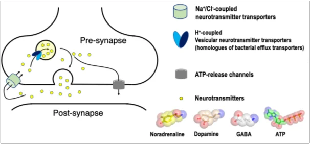 This schematic depicts neurotransmitter transport at the neural synapse mediated through ion-coupled transporters and their roles in establishing the neurotransmitter cycle. Cellular metabolites like ATP are released to the external environment through channels called pannexins, leading to cell death.