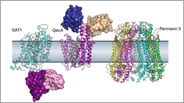 High-resolution structures of GAT1, a neurotransmitter transporter bound to an antibody; QacA, a multi-drug efflux transporter bound to single domain antibodies; and Pannexin 3, a large pore ion channel studied by the Penmatsa lab.