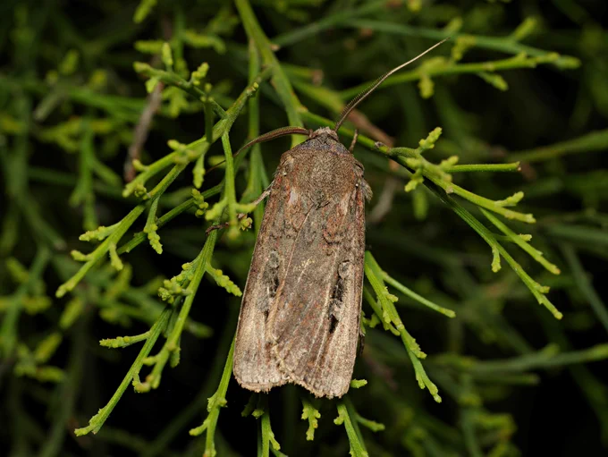 A bogong moth perches on a tree. 