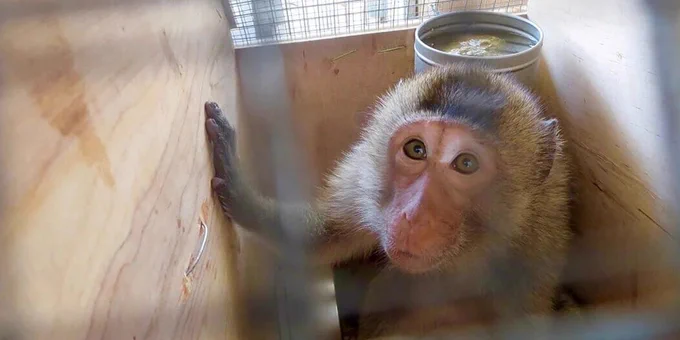 Macaco de cola larga en caja de transporte. © PETA

Vídeo de macacos de cola larga en el Laboratorio de Farmacología y Toxicología en Alemania. © SOKO Tierschutz
