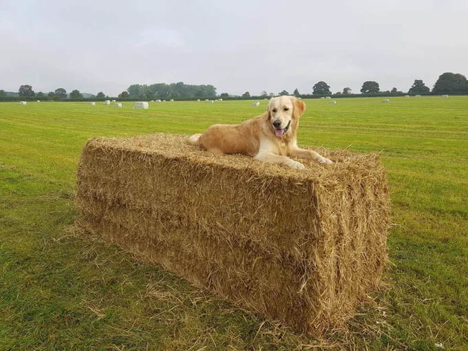 Pic shows golden retriever Bailey laying on top of a hay bale in a field