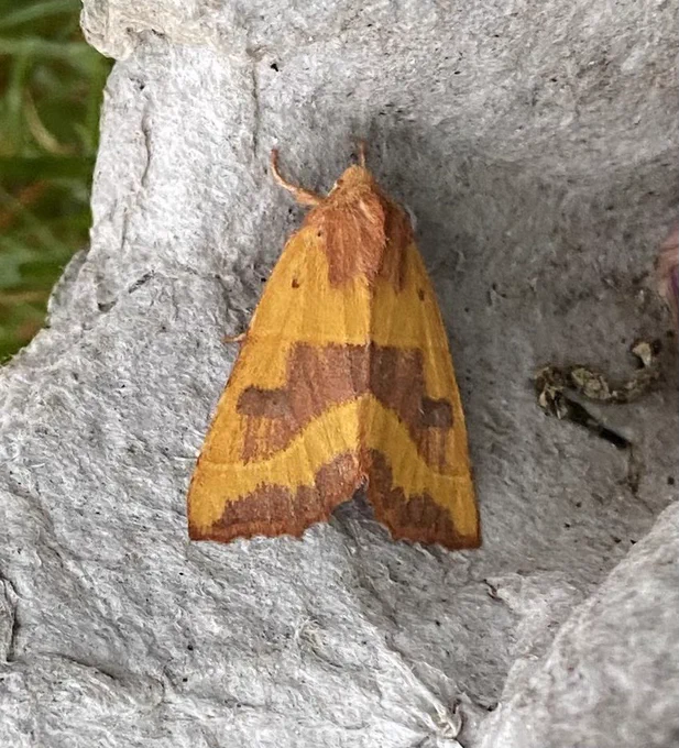 Centre barred Sallow, just about annual here.