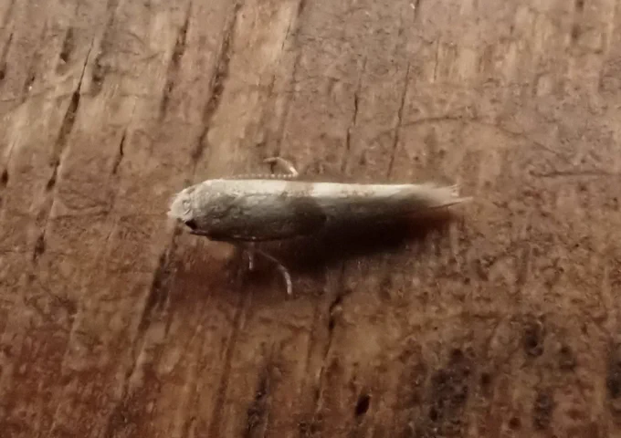 Cedestis subfasciella