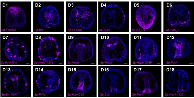 Figure 2D: Fluorescence in situ hybridization of S. purpuratus 2 dpf gastrula embryos using antisense probes for Sp-Frizz5/8 (D1), Sp-Bra (D2), Sp-FoxABL (D3), Sp-Synb (D4), Sp-E2_D1 (D5), Sp-Fbsl_2 (D6), Sp-FcoI/II/III (D7), Sp-Hypp_1249 (D8), Sp-Vasa (D9), Sp-Mlckb (D10), Sp-Hypp_2386 (D11), Sp-FoxA (D12), Sp-Brn1/2/4 (D13), Sp-Ptf1a (D14), Sp-ManrC1A (D15), Sp-Cdx (D16), Sp-Pdx1 (D17) and Sp-Hox11/13b (D18). All embryos are oriented in the oral view, except the embryos shown in panels D7 and D14, which are oriented in the lateral view, and the embryo in D5, which is placed in the dorsal view. Nuclei are depicted in blue (DAPI). Images are representative of three biological replicates with at least 150 embryos per replicate. Scale bar: 20 µm