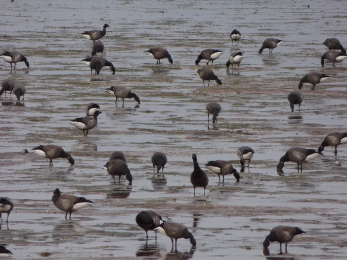 Brent Geese resting and feeding on seagrass in the Exe Estuary wildlife refuges