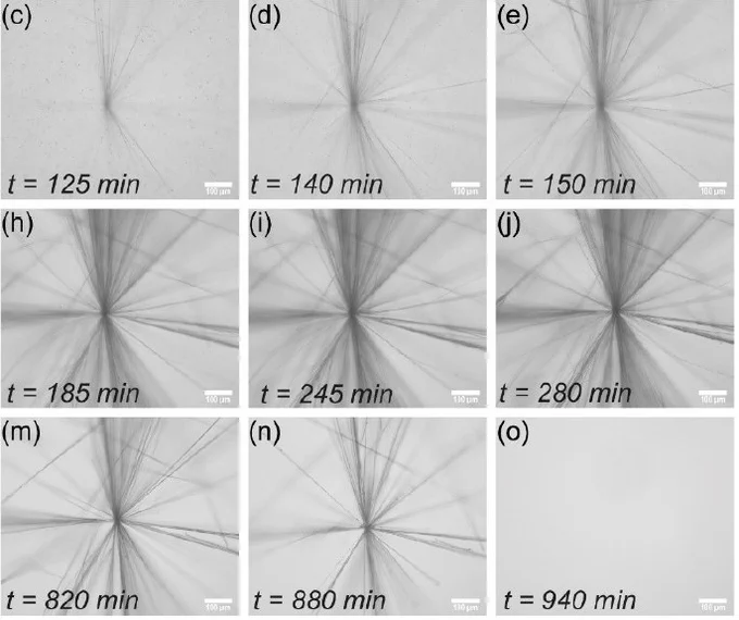 Microscopy images of the reaction network producing fibers in a star-like shape. Credit: Jorge S. Valera.