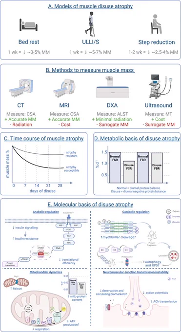 Summary of skeletal muscle disuse atrophy methods and mechanisms in humans