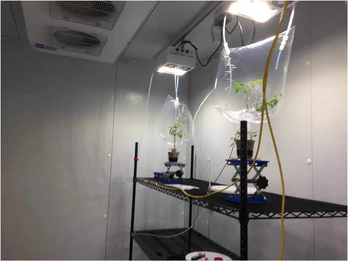 Inside view of the UCI walk-in chamber showing two of the plant enclosures situated on top of a height-adjustable shelf and below the LED lamps