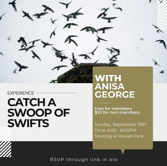 Experience Catch a Swoop of Swifts with Anisa George on Sunday, September 15th from 6-8pm starting at Howell Park. This event is free for members and $10 for non-members.