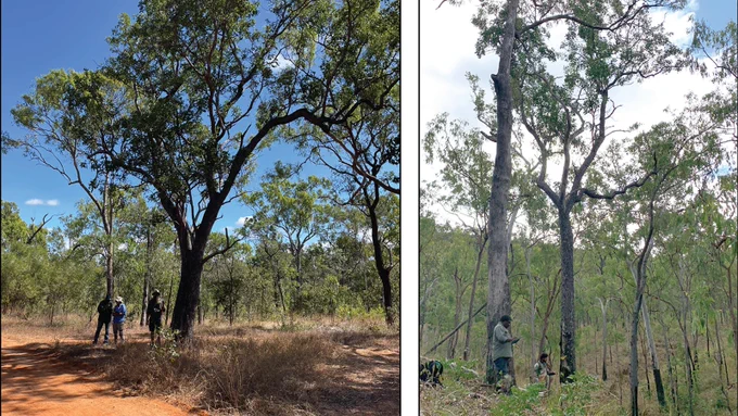 Photographs showing the status of sugarbag culturally modified trees (CMTs)
